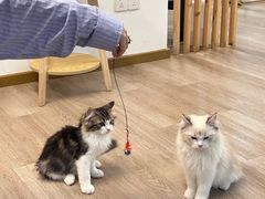 -柴迷FANS CLUB·柴犬狗咖·猫咖