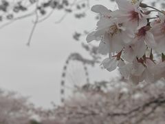 -顾村公园