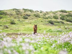 -涉地可支