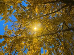 -高庙村(地铁站)