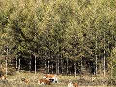 -塞罕坝国家级自然保护区