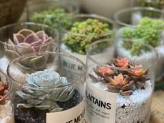 -双季花艺园艺市场(浦东店)