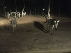 -清迈夜间动物园