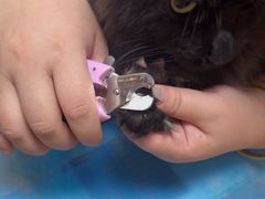 -宠福鑫动物医院(城北分院)