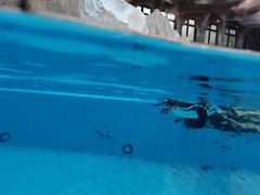 -帝企鹅自助餐厅•儿童岛•真企鹅(长隆企鹅酒店)