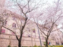 -武汉大学-樱园