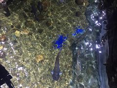 -暹罗海洋世界