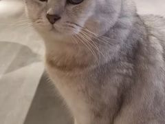 -猫儿山۰猫主题餐厅