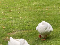 -得丘礼享谷·玉兰苑