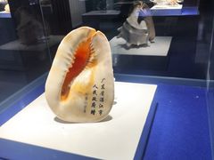 -贝壳王国博物馆
