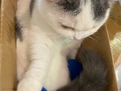 -Heymao猫咖.咖啡厅(东门店)