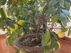 -芝兰斋糕干店(平山道店)