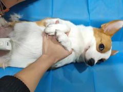 -纳吉亚猫专科动物医院(康都外科中心)