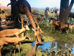 -国家自然博物馆