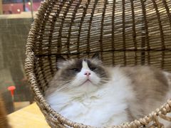 -藏猫猫咖啡主题馆(中央大道店)