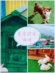 -萌宠亲子动物乐园(槐房万达店)