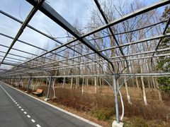 -东平国家森林公园