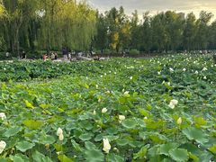 -莲花池公园