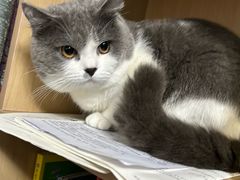-瑞鹏宠物医院·骨科·猫科·内科(第一中心)