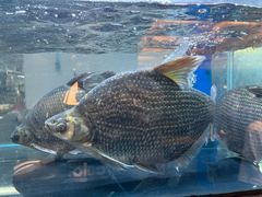 -顺香居·老字号湖北菜(江汉路店)