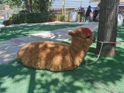 -萌宠亲子动物乐园(槐房万达店)