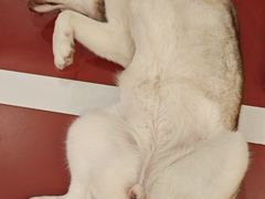 -和它·交个朋友·狗咖猫咖(爱琴海店)