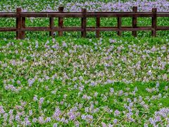 -白鹭湾湿地公园