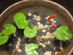 -曲水兰亭(北京四惠店)