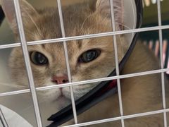 -宠颐生宠物医院·异宠猫科内科·诊疗中心宠巢店