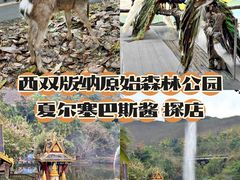 -西双版纳原始森林公园