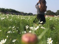 -杭州湾海上花田景区