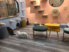 -BABIT巴比特宠物(MOMOPARK店)