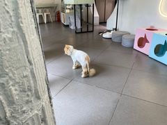 -有猫主题·治愈系猫咖(曾厝垵店)