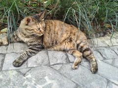 -阿嬷手作(成都万象城店)