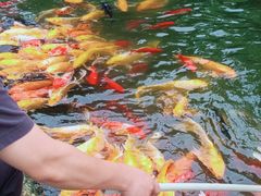 -成飞公园