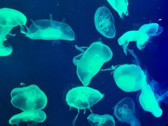 -成都浩海立方海洋公园