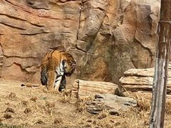 -北京野生动物园