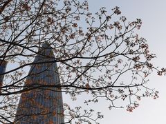 -深圳湾木棉花酒店
