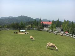 -神户市立六甲山牧场