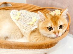 -lincat·猫舍(广州店)