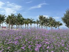 -玫瑰海岸文化旅游度假区