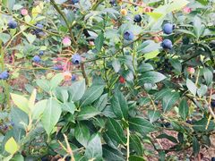 -金谷域澳洲庄园