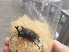 -上海大自然野生昆虫馆(东方明珠·爬宠昆虫探索中心)