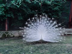 -哈尔滨北方森林动物园