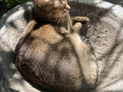 -喵屿·大理花园猫咖