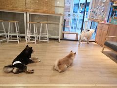 -南京Hallo宠物乐园·哈罗犬舍·柴犬繁育基地