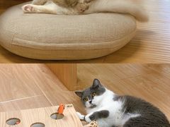 -猫和宫(六道口店)