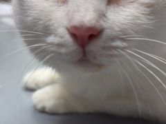 -宠物星动物医院·眼科·异宠·猫科(江南大道总院)