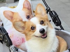 -萌宠之家·腊肠犬·马尔泰·小体犬舍