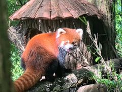 -上海野生动物园